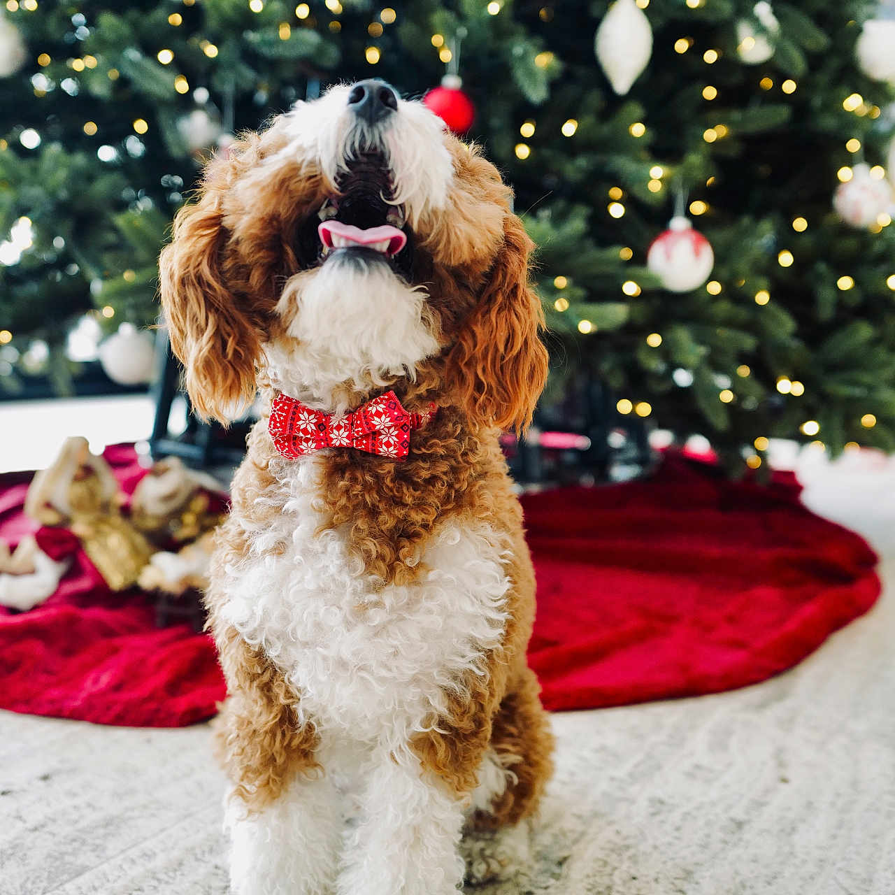 Riz is registered to the contest to win money with this photo: bow_tie, celebration, christmas_tree, curly_fur, cute, decorations, dog, festive, fluffy, happy, holiday, indoor, lights, ornaments, pet, red_bow, seasonal, sitting, smiling, tongue_out