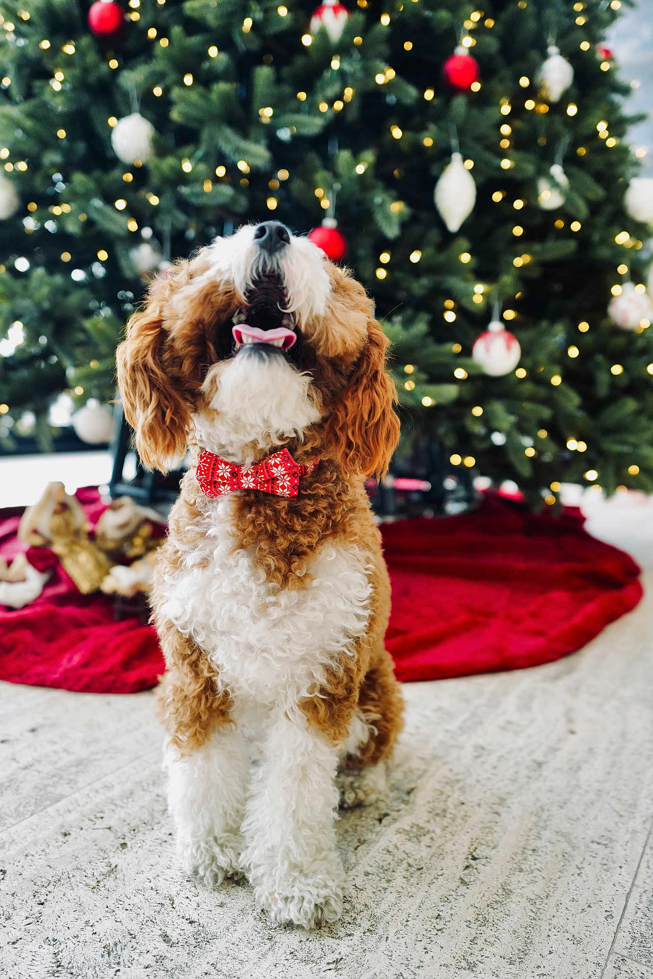 Riz is registered to the contest to win money with this photo: dog, curly_fur, bow_tie, christmas_tree, ornaments, red_bow, holiday, festive, decorations, lights, indoor, pet, cute, celebration, seasonal, smiling, tongue_out, fluffy, happy, sitting