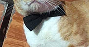 Pilly is registered to the contest to win money with this photo: animal, bow_tie, cat, close_up, cute, domestic_cat, ears, face, feline, fur_pattern, indoor, looking_up, lying_down, mammal, orange_cat, pet, portrait, whiskers, white_fur, wooden_floor