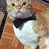 Pilly is registered to the contest to win money with this photo: cat, orange_cat, white_fur, bow_tie, pet, animal, indoor, wooden_floor, lying_down, close_up, feline, whiskers, ears, face, cute, domestic_cat, fur_pattern, looking_up, mammal, portrait