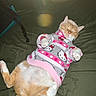Pilly is registered to the contest to win money with this photo: animal, cat, clothing, cute, feline, hello_kitty, hoodie, indoor, lying_down, orange_cat, paws, pet, pink_paw_pads, relaxed, resting, sleeping, soft_fur, striped_clothing, tabby, white_cat