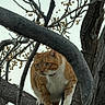 cat, orange_cat, white_cat, tree, tree_branch, animal, outdoor, nature, wildlife, curious, perched, fur, whiskers, eyes, paws, bark, branches, berries, daylight, closeup