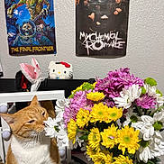 Pilly is registered to the contest to win money with this photo: cat, flowers, bouquet, orange_cat, white_cat, posters, iron_maiden, my_chemical_romance, hello_kitty, bunny_ears, table, indoor, wall, decor, stuffed_toy, colorful, pet, sniffing, plant, room