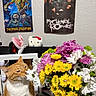 cat, flowers, bouquet, orange_cat, white_cat, posters, iron_maiden, my_chemical_romance, hello_kitty, bunny_ears, table, indoor, wall, decor, stuffed_toy, colorful, pet, sniffing, plant, room