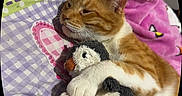 Pilly is registered to the contest to win money with this photo: cat, orange_cat, white_cat, plush_toy, penguin_toy, hugging, blanket, patterned_blanket, purple, pink, green, indoor, resting, sleepy, cute, pet, animal, soft_toy, cozy, comfort