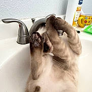 Jax is registered to the contest to win money with this photo: cat, sink, faucet, bathroom, paws, lotion, cup, wipe_packet, playful, pet, fur, domestic_animal, white_sink, wall, countertop, relaxed, animal, indoor, curious, mammal