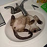 Jax is registered to the contest to win money with this photo: cat, siamese_cat, sink, bathroom, faucet, upside_down, relaxed, domestic, pet, white_sink, paw, ears, animal, curious, household, nail_clipper, lotion, cup, countertop, fur