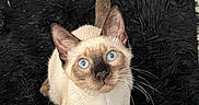 Jax joined the competition — help win amazing prizes! cat, siamese_cat, blue_eyes, fur, whiskers, ears, tail, pet, animal, looking_up, texture, black_rug, indoor, cute, small, mammal, feline, domestic_animal, sitting, curious