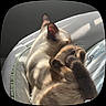 Jax joined the competition — help win amazing prizes! cat, siamese_cat, pet, sleeping, curled_up, sunlight, shadows, bed, cozy, indoor, fur, whiskers, ears, relaxation, comfort, animal, cute, resting, soft, domestic