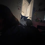 América Pérez is registered to the contest to win money with this photo: cat, indoor, dark, door, furniture, black_and_white, pet, animal, room, open_door, wall, light, shadow, table, drawer, decor, quiet, resting, low_light, domestic