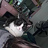 cat, black_and_white_cat, pet, indoor, vanity, mirror, fan, person, hair, furniture, room, window, curtains, stuffed_animals, cosy, relaxed, clutter, bedroom, domestic, resting