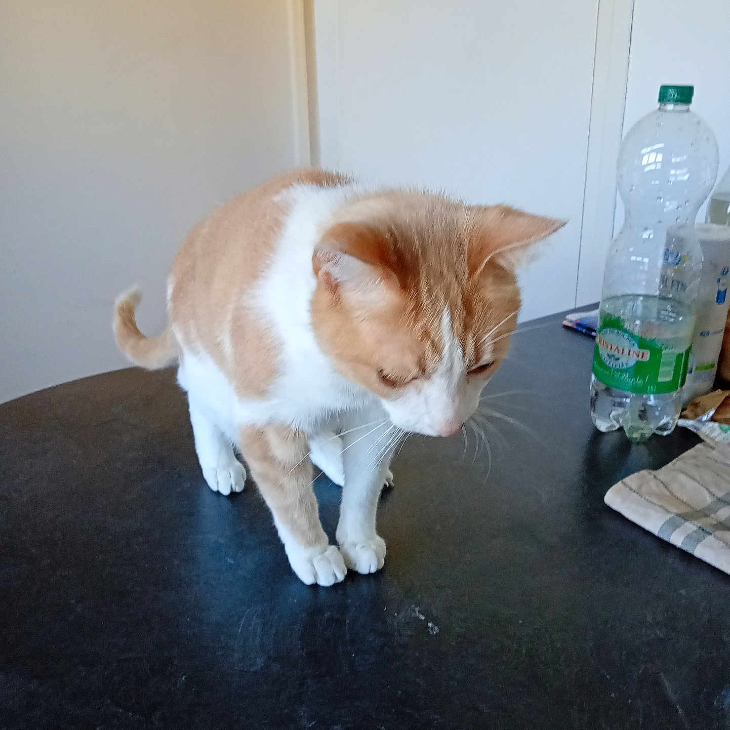 Noisette