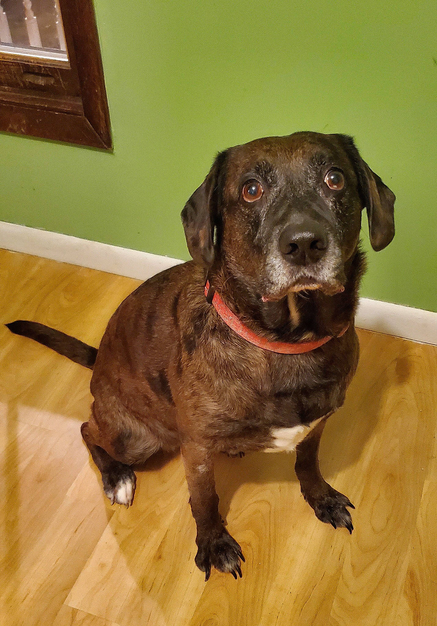 Maizey joined the competition — help win amazing prizes! beagador, canidae, carnivore, dog, dog_breed, fawn, hunting_dog, labrador_retriever, mammal, patterdale_terrier, plott_hound, rare_breed_dog, snout, sporting_group, vertebrate, whiskers