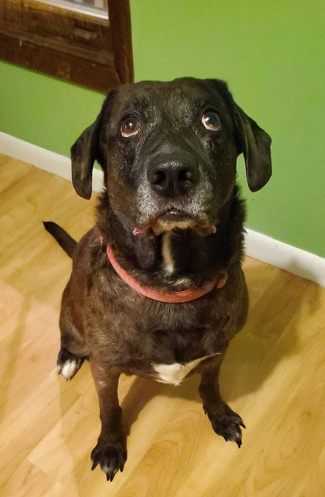 Maizey joined the competition — help win amazing prizes! bandog, beagador, borador, cane_corso, canidae, carnivore, dog, dog_breed, labrador_retriever, mammal, patterdale_terrier, plott_hound, rare_breed_dog, snout, sporting_group, vertebrate, whiskers