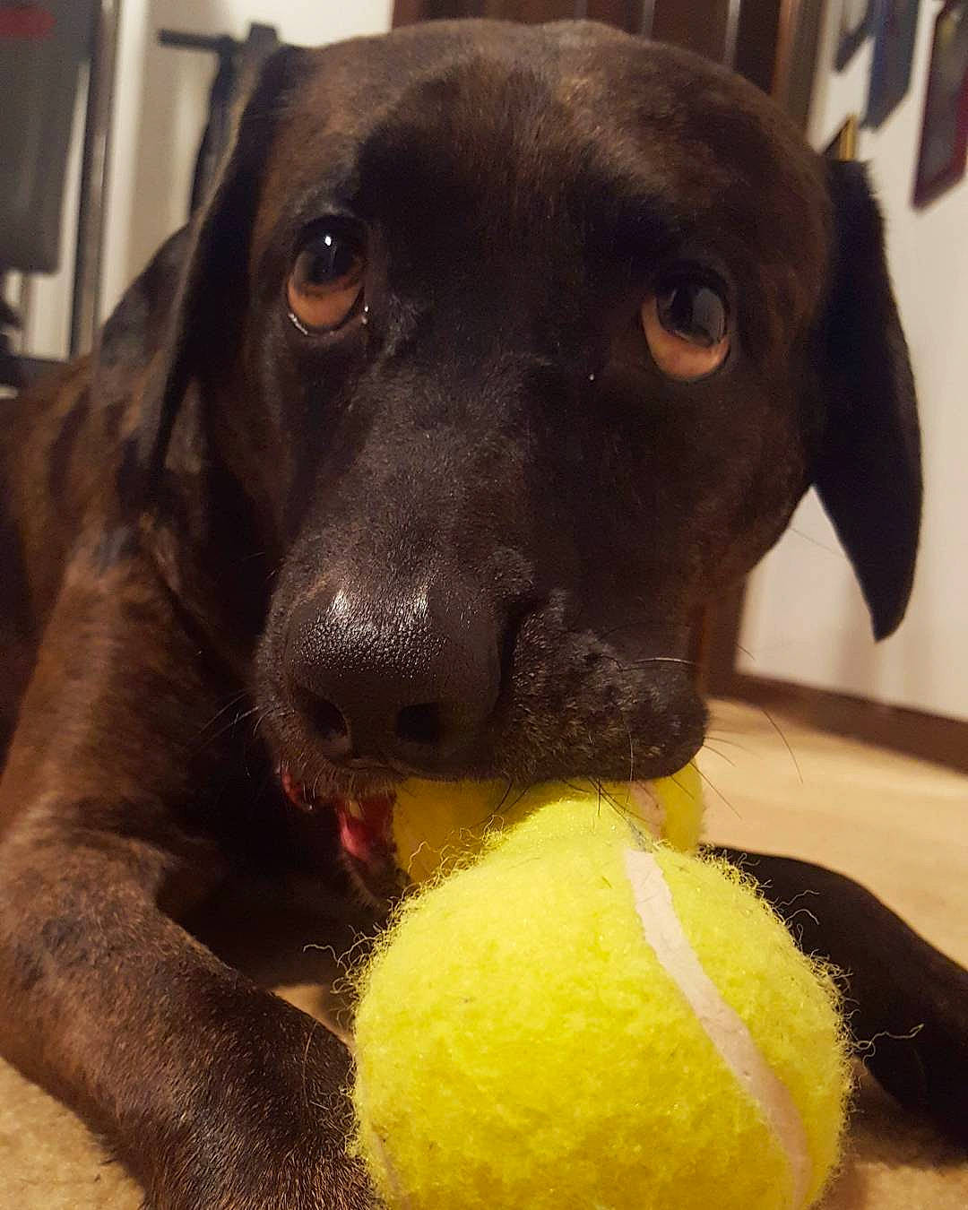 Maizey is registered to the contest to win money with this photo: ball, beagador, borador, canidae, carnivore, dog, dog_breed, dog_toy, hunting_dog, labrador_retriever, mammal, nose, patterdale_terrier, pointing_breed, puppy, retriever, snout, sporting_group, tennis_ball, whiskers