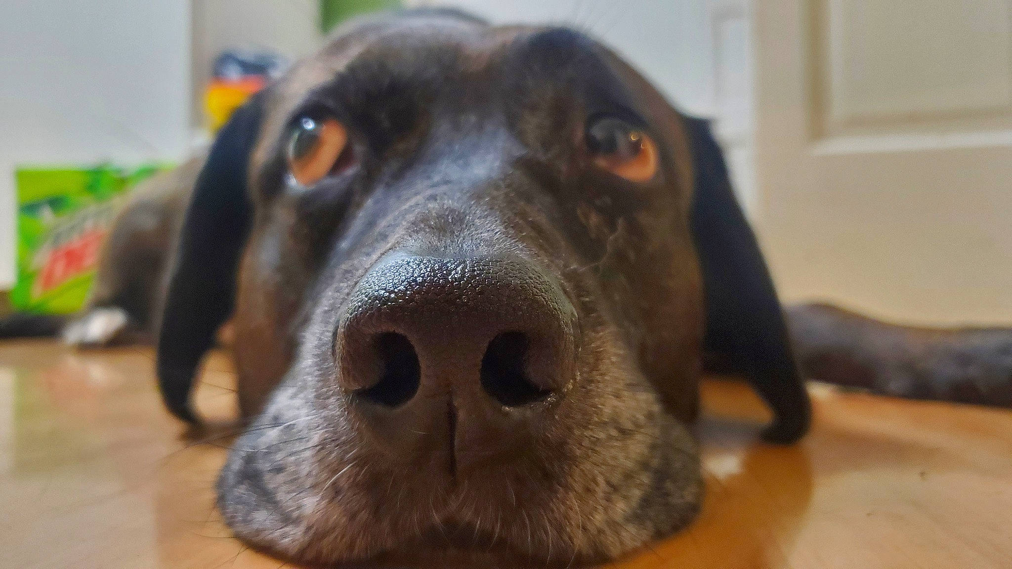 Maizey joined the competition — help win amazing prizes! beagador, canidae, carnivore, dog, dog_breed, hunting_dog, labrador_retriever, mammal, montenegrin_mountain_hound, nose, pointer, polish_hunting_dog, snout, sporting_group, vertebrate, whiskers