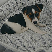 Kaïto participe au concours pour gagner de l'argent avec cette photo : puppy, dog, pet_bed, fluffy, cozy, black_and_white, brown, fur, cute, animal, indoor, resting, young, small, laying_down, looking, curious, soft_texture, comfortable, adorable