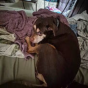 Aphrodite joined the competition — help win amazing prizes! dog, bed, blanket, indoor, resting, cozy, fur, pet, curled_up, looking_back, fabric, home, comfort, animal, brown, pillow, relaxed, sleepy, soft, quiet