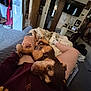 Aphrodite is registered to the contest to win money with this photo: dog, indoor, person, legs, lap, sweatshirt, sneakers, carpet, television, artwork, door, blanket, hand, room, furniture, couch, wall, decoration, relaxing, casual
