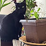 black_cat, plant_pot, green_plants, indoor, table, leafy_plants, brown_pot, furniture, blurry, cat, pet, flora, decor, natural_light, cozy, home, animal, tablecloth, background, domestic