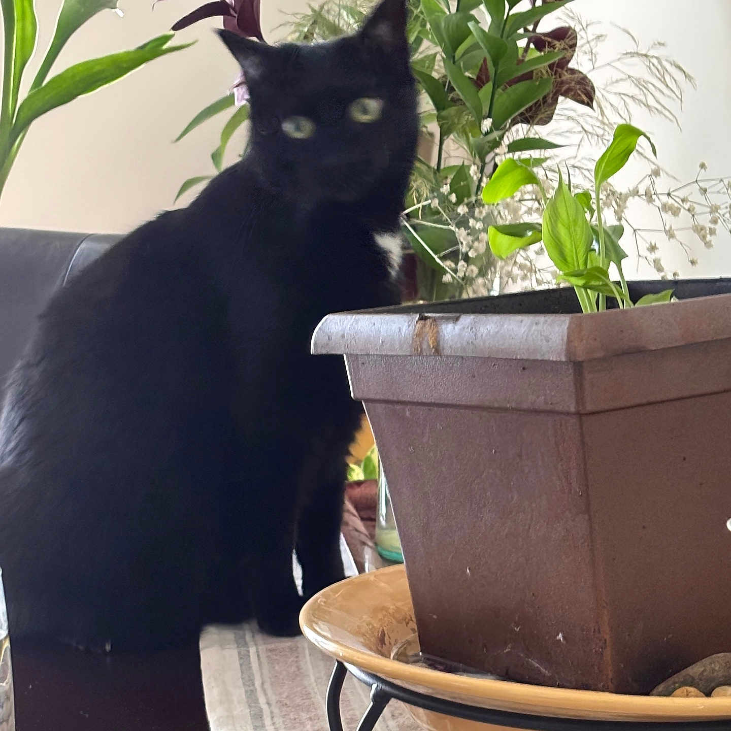 Harley Quinn joined the competition — help win amazing prizes! black_cat, plant_pot, green_plants, indoor, table, leafy_plants, brown_pot, furniture, blurry, cat, pet, flora, decor, natural_light, cozy, home, animal, tablecloth, background, domestic