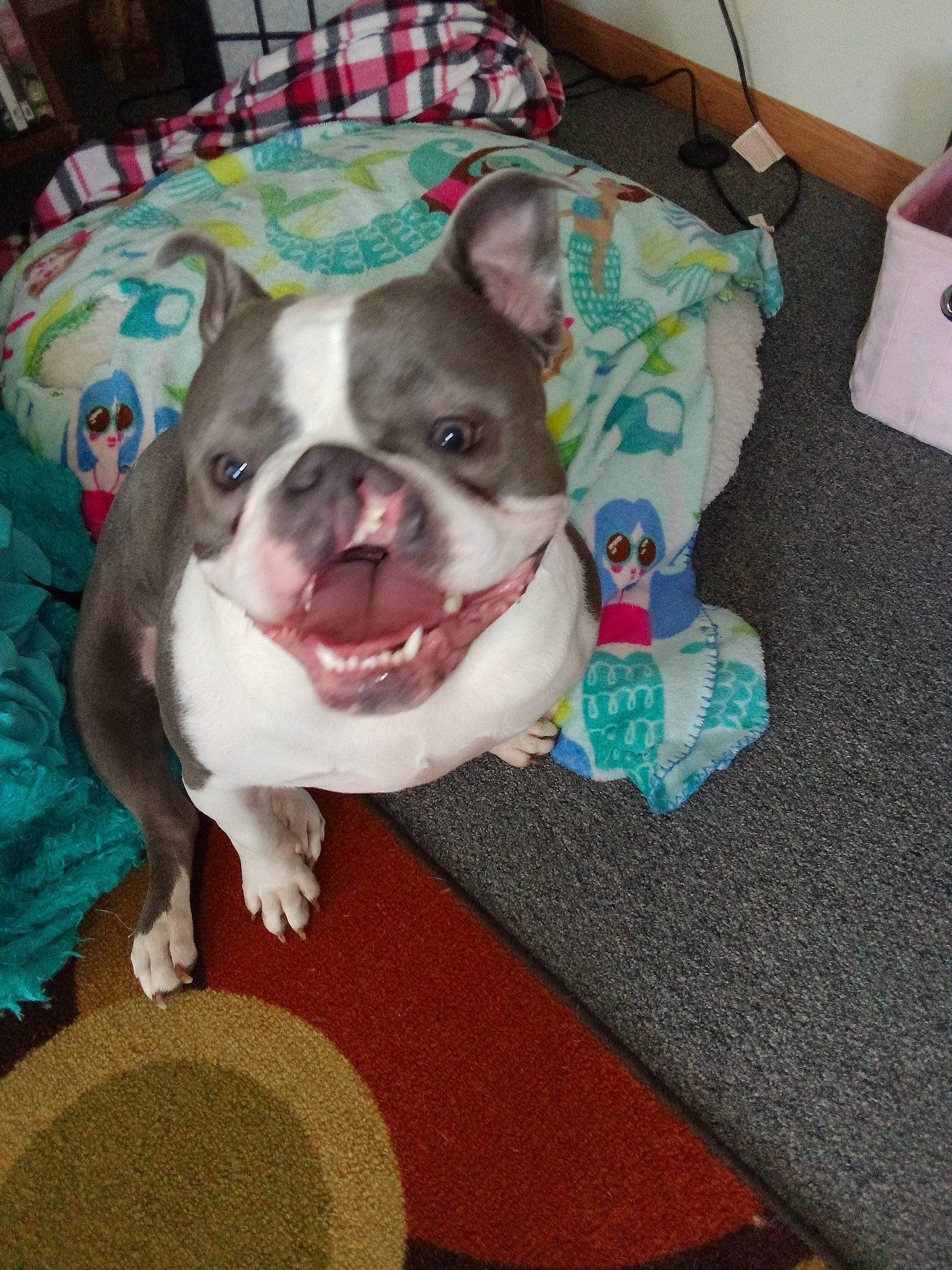 Silver joined the competition — help win amazing prizes! canidae, carnivore, collar, comfort, companion_dog, dog, dog_breed, eye, fang, fawn, fur, head, non_sporting_group, snout, sporting_group, toy_dog, whiskers, working_animal