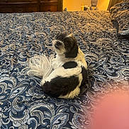 Oreo is registered to the contest to win money with this photo: dog, bed, bedspread, pattern, blue, white, black, fur, lamp, light, furniture, dresser, cozy, indoor, pet, curled_up, looking_back, bedroom, warm_light, finger
