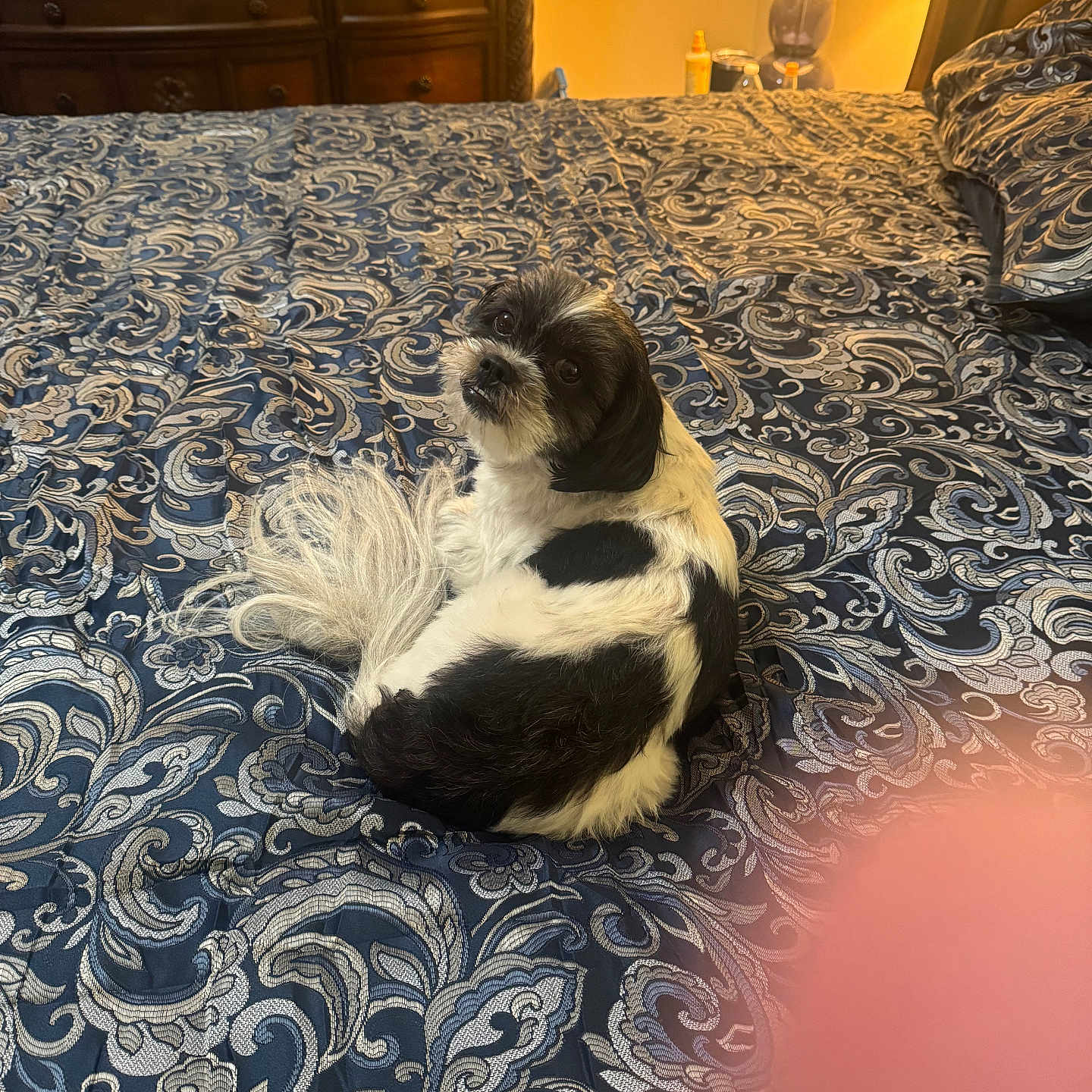 Oreo