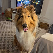 Simba is registered to the contest to win money with this photo: dog, collie, indoor, carpet, living_room, television, basket, toy, pet, animal, fur, smiling, happy, sitting, home, cozy, friendly, mammal, canine, portrait