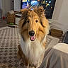 animal, basket, canine, carpet, collie, cozy, dog, friendly, fur, happy, home, indoor, living_room, mammal, pet, portrait, sitting, smiling, television, toy