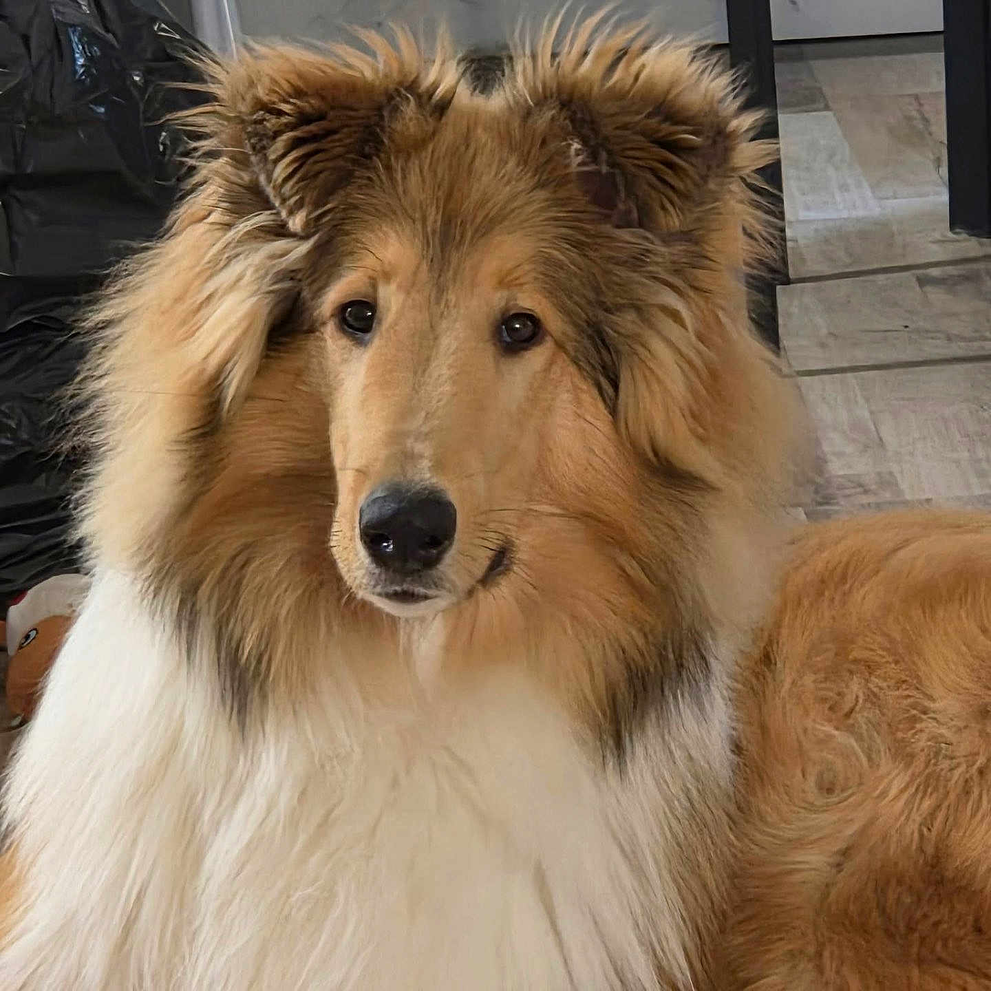 Simba