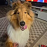 Simba is registered to the contest to win money with this photo: dog, collie, fur, tongue, indoor, carpet, hand, television, cartoon, living_room, toy, floor, person, pet, playful, animal, smile, cozy, furniture, home
