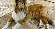 Simba joined the competition — help win amazing prizes! dog, collie, lying_down, wooden_floor, living_room, couch, coffee_table, side_table, books, decor, pet, fur, canine, domestic_animal, indoor, flooring, furniture, animal, mammal, room