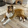 animal, books, canine, coffee_table, collie, couch, decor, dog, domestic_animal, flooring, fur, furniture, indoor, living_room, lying_down, mammal, pet, room, side_table, wooden_floor