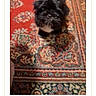 Shadow joined the competition — help win amazing prizes! dog, small_dog, black_dog, indoor, rug, patterned_rug, carpet, pet, animal, cute, furry, standing, looking_up, home, floor, mammal, companion, domestic_animal, portrait, cozy