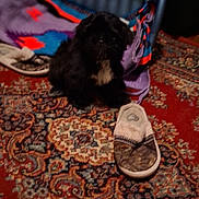 Shadow joined the competition — help win amazing prizes! puppy, dog, black_dog, slipper, carpet, laundry_basket, blanket, indoor, home, floor, pet, cozy, colorful, patterned_carpet, furniture, living_room, soft_toys, domestic, animal, resting