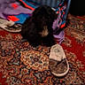 puppy, dog, black_dog, slipper, carpet, laundry_basket, blanket, indoor, home, floor, pet, cozy, colorful, patterned_carpet, furniture, living_room, soft_toys, domestic, animal, resting