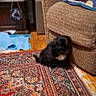 puppy, dog, black_dog, small_dog, carpet, rug, couch, living_room, wooden_floor, side_table, home_interior, furniture, decor, pet, animal, indoor, cozy, brown, white_patch, quiet