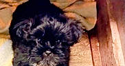 Shadow joined the competition — help win amazing prizes! puppy, dog, black_dog, pet, food_bowl, kibble, floor, blanket, cozy, indoor, cute, small_dog, fur, animal, looking_up, domestic, young_dog, adorable, companion, home