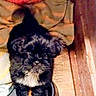 puppy, dog, black_dog, pet, food_bowl, kibble, floor, blanket, cozy, indoor, cute, small_dog, fur, animal, looking_up, domestic, young_dog, adorable, companion, home