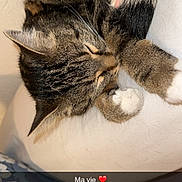 Bianca participe au concours pour gagner de l'argent avec cette photo : cat, tabby, sleeping, cozy, paw, fur, white_paw, floral_pattern, fabric, indoor, resting, cute, pet, animal, closeup, soft_light, relaxing, domestic_cat, snuggle, peaceful