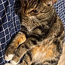 Bianca participe au concours pour gagner de l'argent avec cette photo : cat, tabby, pet, animal, feline, fur, whiskers, paws, bedspread, pattern, blue, white, relaxed, indoor, cute, domestic_cat, resting, sleepy, curious, soft
