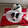 dog, cone, protective_collar, red_blanket, wooden_floor, indoor, pet, black_and_white, lying_down, floor, blanket, animal, domestic_animal, resting, looking_up, heating_unit, wall, cute, sad, collar