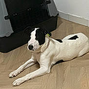 Loky a rejoint le concours — aidez-le/la à gagner de superbes lots ! dog, black_and_white, lying_down, floor, wooden_floor, pet_crate, indoor, animal, canine, relaxed, resting, white_wall, household, companion, domestic, fur, ears, snout, paws, quiet