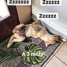 Jaden a rejoint le concours — aidez-le/la à gagner de superbes lots ! animal, canine, cozy, cute, dog, door, floor_tile, fur, home, indoor, leaf_pattern, lying_down, pet, puppy, relaxed, resting, rug, sleep, sleeping, young