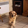 animal, brown, calm, canine, crossed_paws, dog, domestic, floor, furniture, golden_retriever, heater, home, indoor, laying_down, light, pet, quiet, relaxed, tiled_floor, wooden_furniture