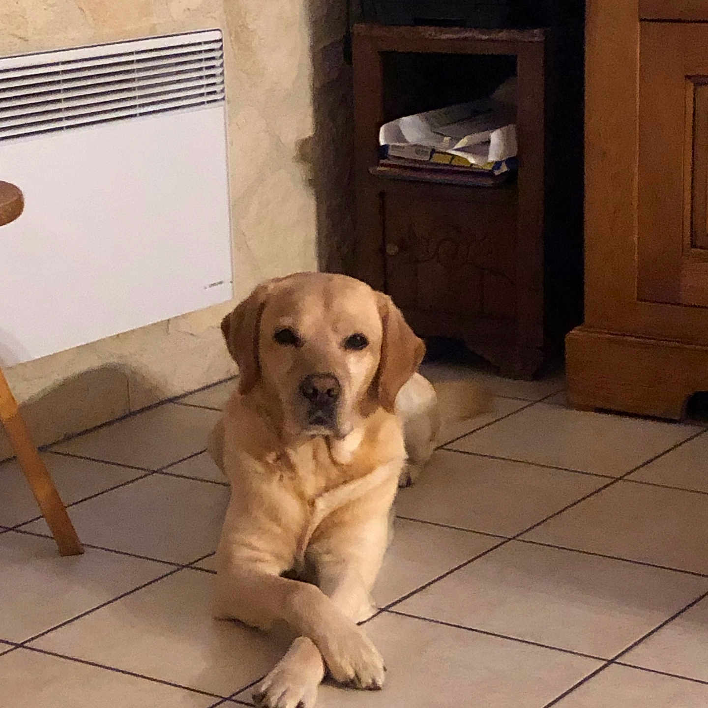 Jaden participe au concours pour gagner de l'argent avec cette photo : animal, brown, calm, canine, crossed_paws, dog, domestic, floor, furniture, golden_retriever, heater, home, indoor, laying_down, light, pet, quiet, relaxed, tiled_floor, wooden_furniture