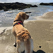 Jaden a rejoint le concours — aidez-le/la à gagner de superbes lots ! animal, beach, canine, clouds, coast, daytime, dog, golden_retriever, harness, landscape, nature, outdoor, pet, rocks, sand, sea, shore, sky, sunlight, water