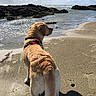 animal, beach, canine, clouds, coast, daytime, dog, golden_retriever, harness, landscape, nature, outdoor, pet, rocks, sand, sea, shore, sky, sunlight, water