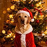 animal, canine, celebration, christmas_tree, cute, decorations, dog, festive, golden_retriever, holiday, indoor, lights, ornaments, pet, portrait, ribbon, santa_claus_costume, santa_hat, seasonal, winter